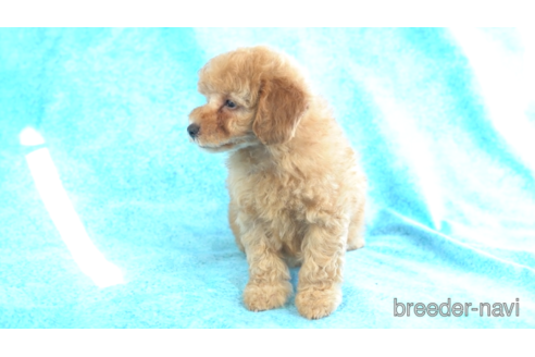 成約済の東京都のトイプードル-157960の3枚目